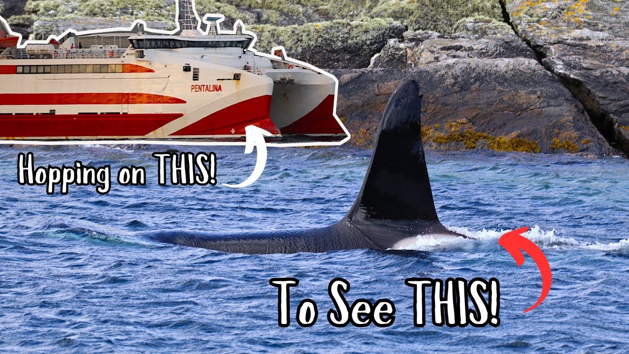 Hopping on a ferry to Orkney to see one our favourite ORCA!
