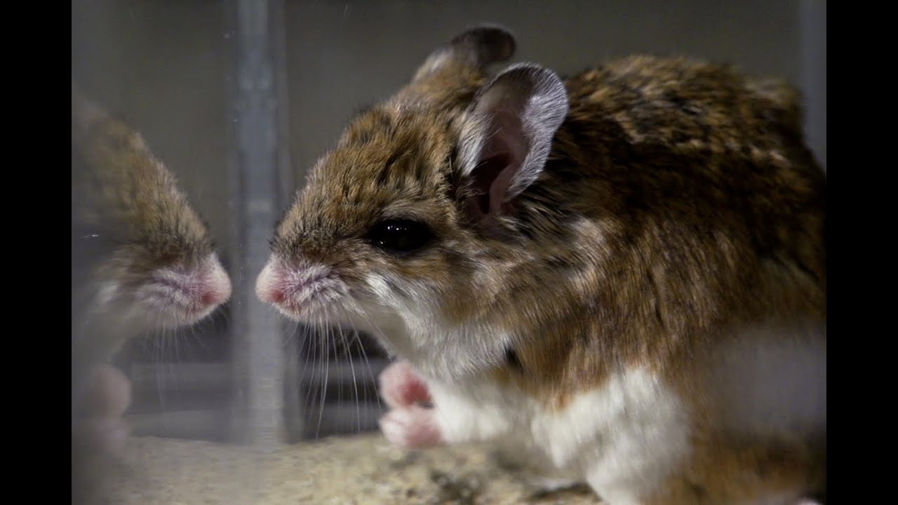 Vermin vs. Venom - The Grasshopper Mouse