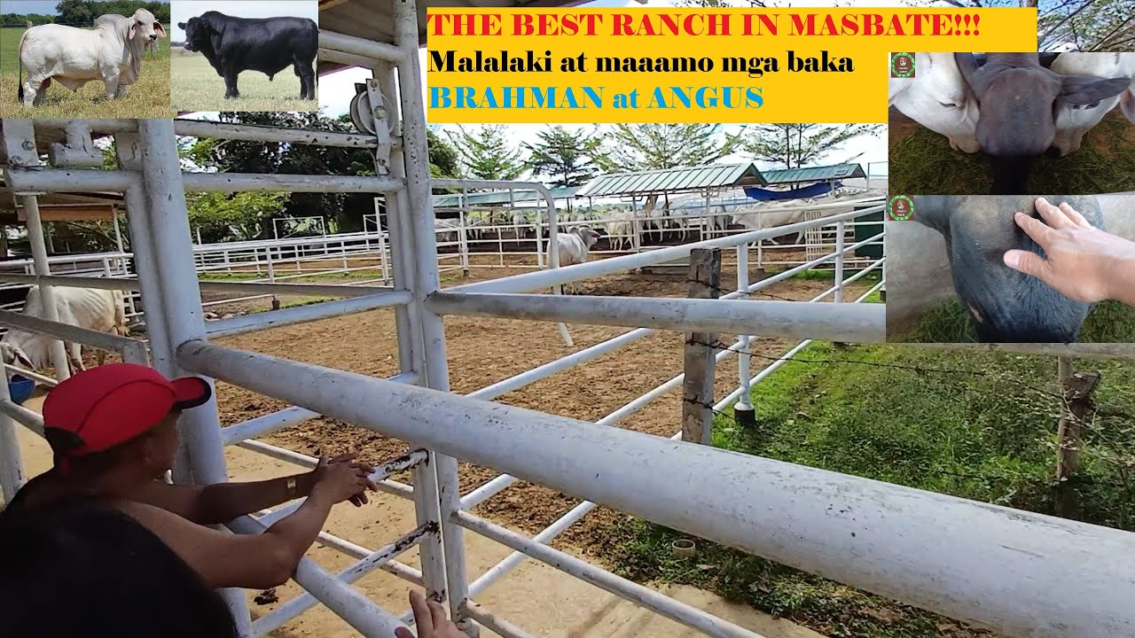 BEST RANCH IN MASBATE.
