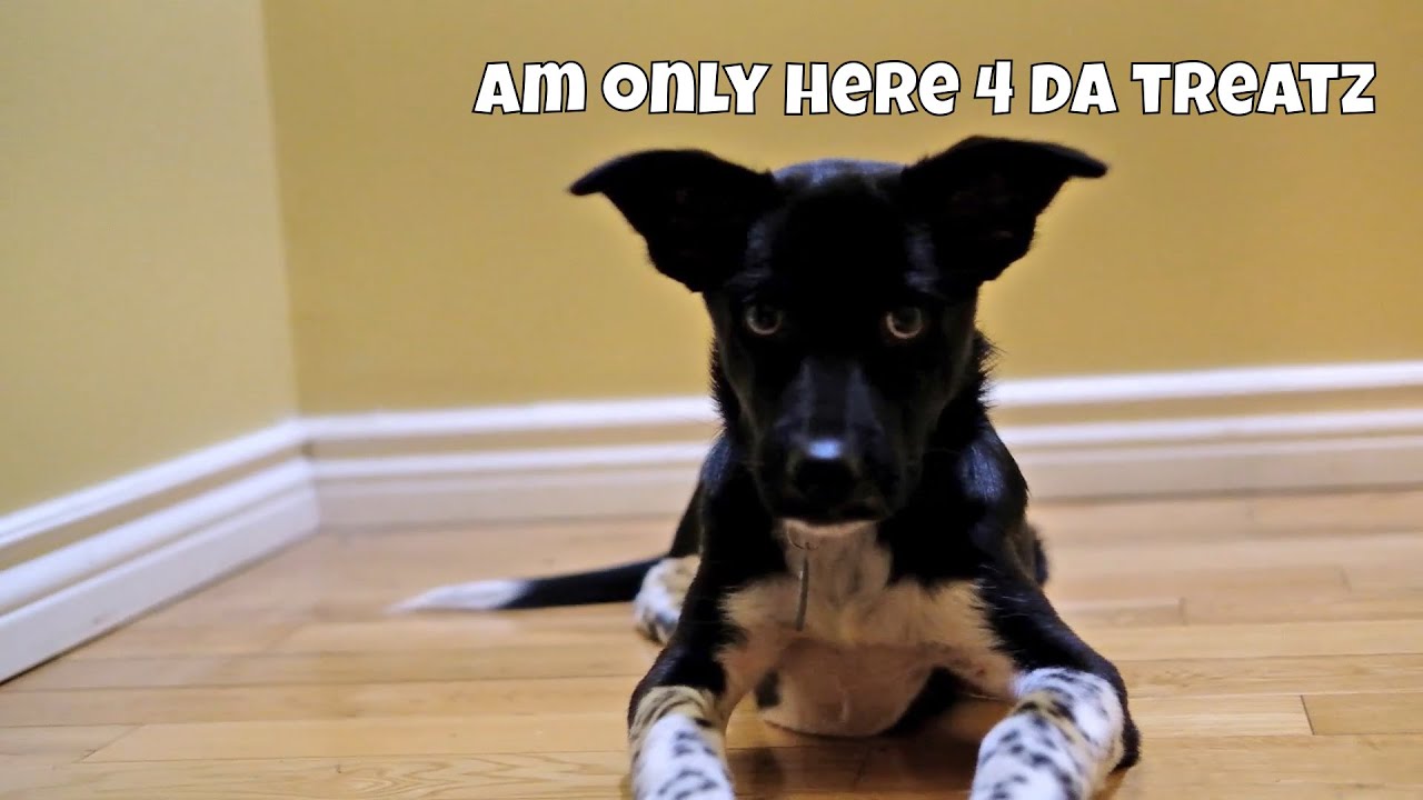 Training our Formosan Mountain Dog to Lie Down. Plot Twist: He Trains Us.