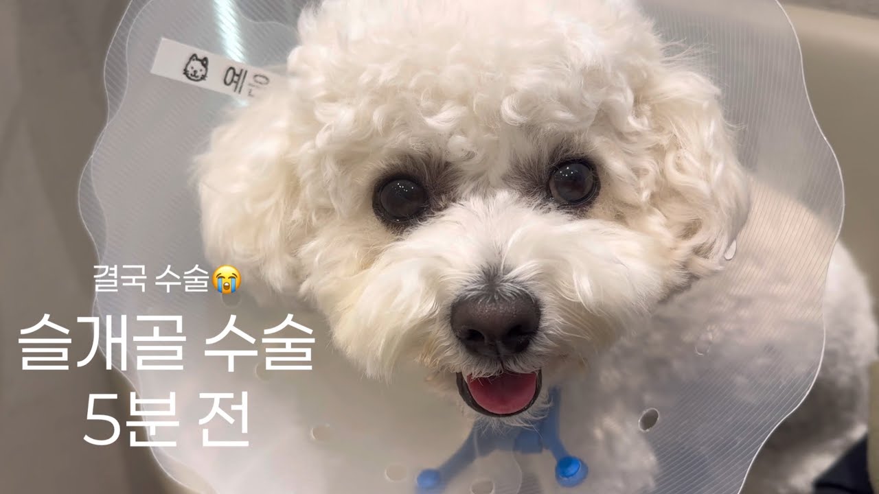 결국 슬개골 탈구 수술｜양쪽 다리 수술 당일부터 회복 과정까지의 기록, 재활로 보낸 2024 ❤️‍🩹💉🩺  2024년 마지막 리오로그