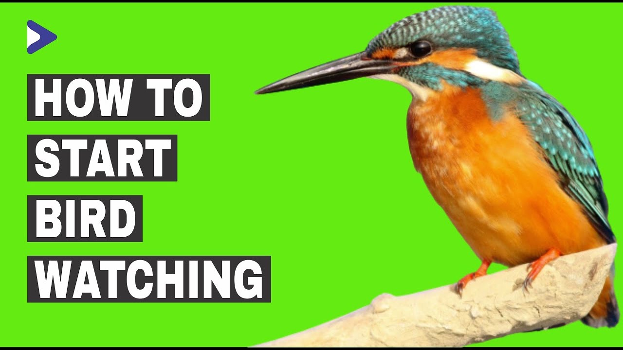 How To Start Bird Watching | Bird Watching For Beginners