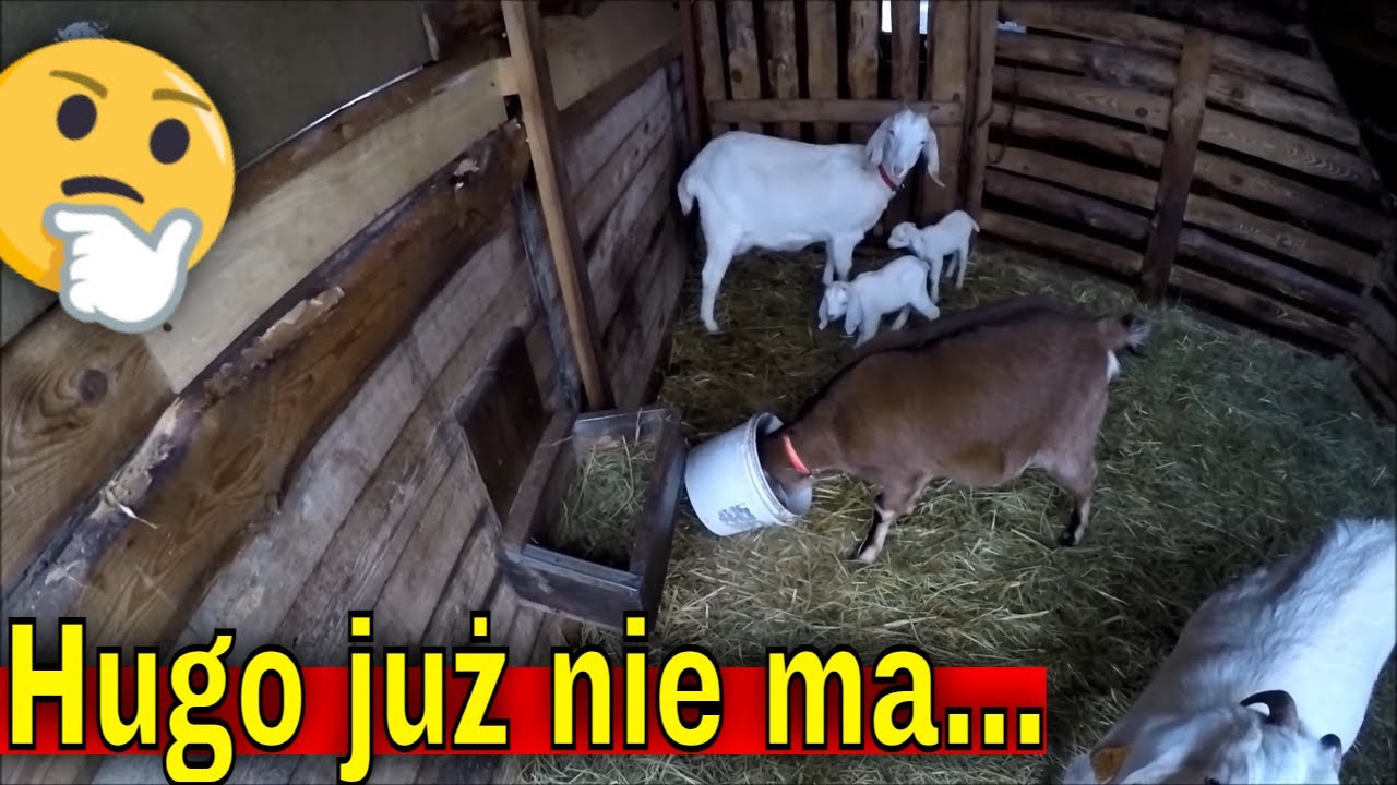 Kozia terapia i pożegnanie Hugo. | Szklarnia gotowa na sałatę i pomidory.