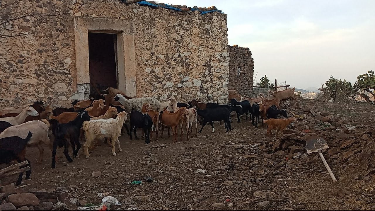 أنشطة فلاحية ببني سيدال الجبل. 
