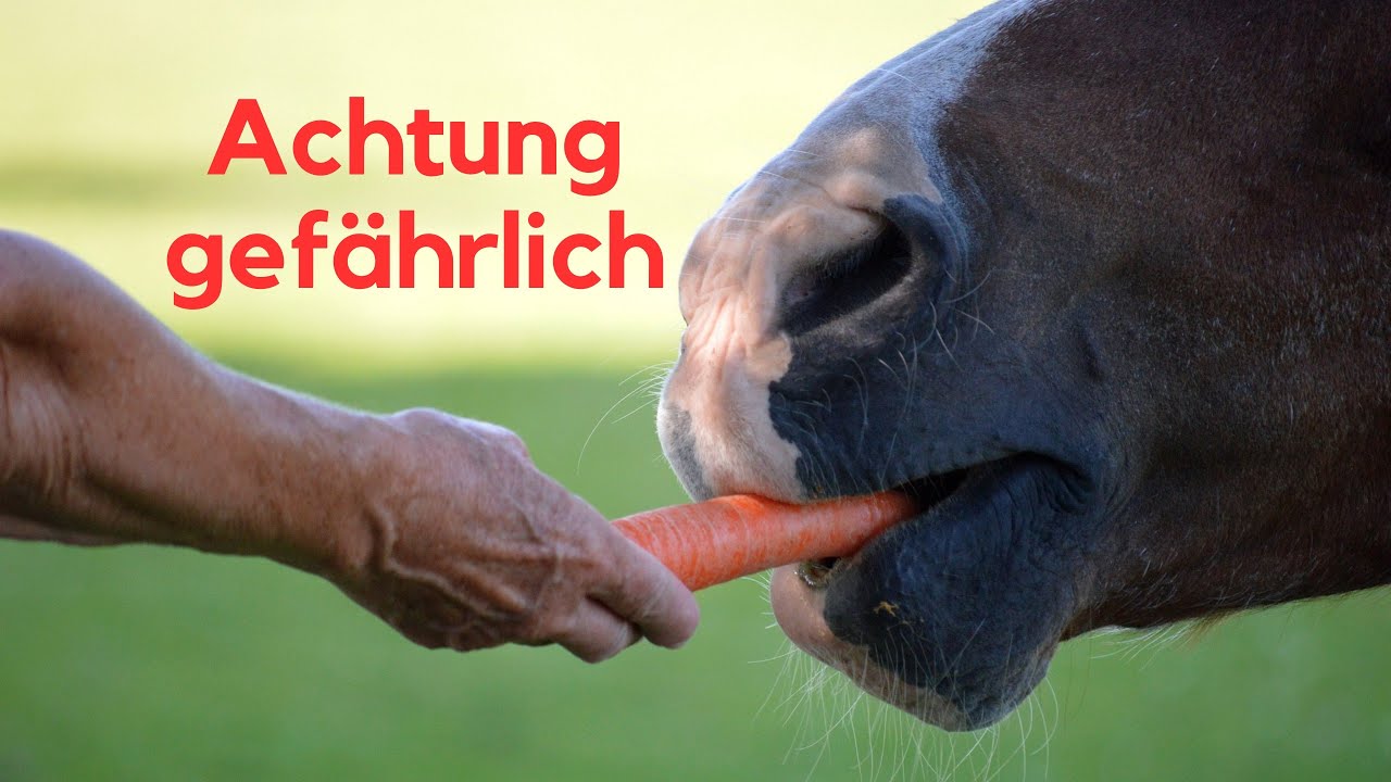 Pferde aus der Hand füttern kann schnell gefährlich werden.