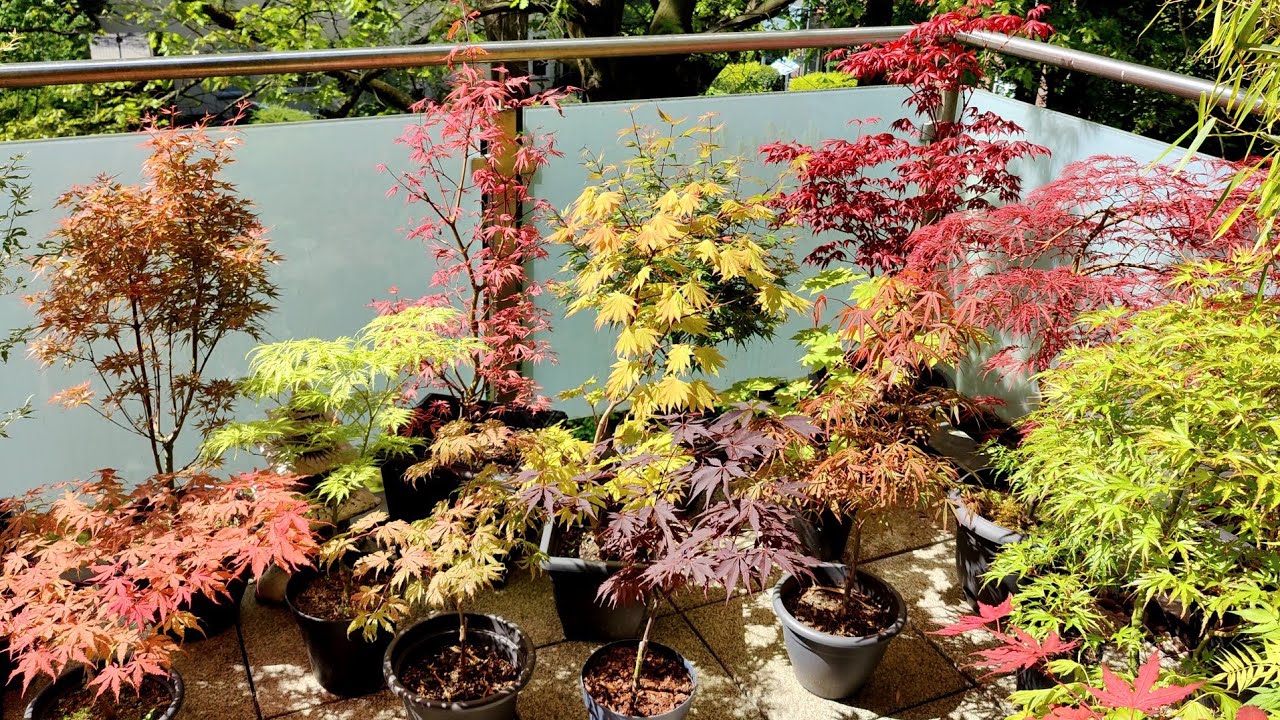 Japanese Maples - Spring Color Peak on my Balcony, May 1 '25