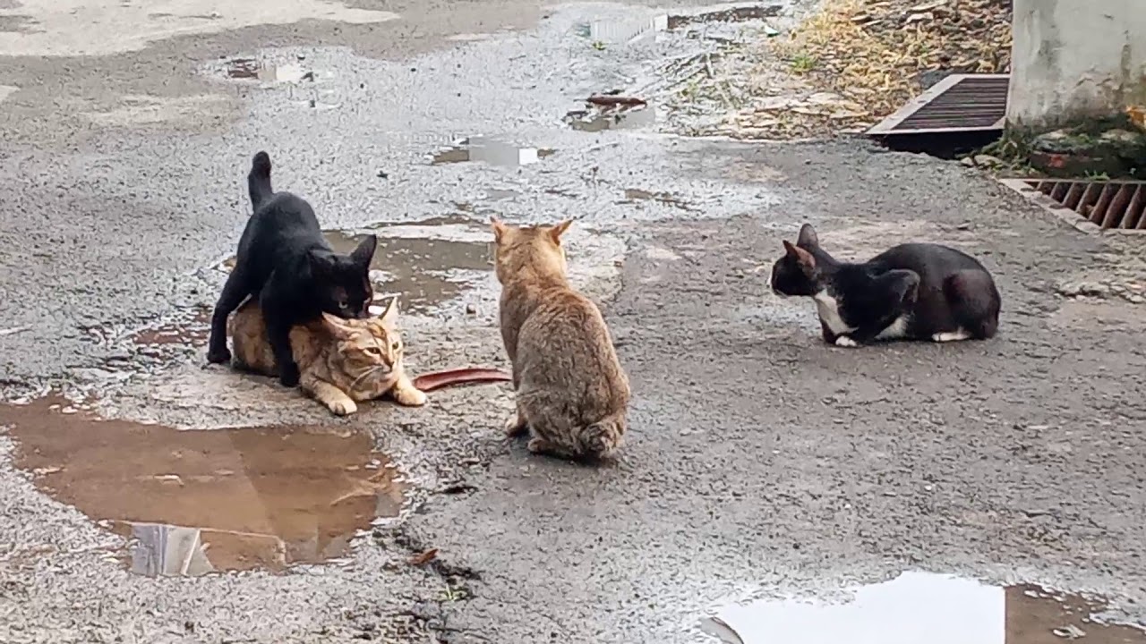 Mojel si Kucing kawin dikeroyok