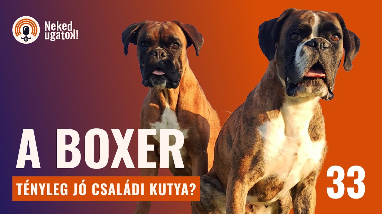 Testőr vagy bohóc? | Német BOXER fajtabemutató | #33