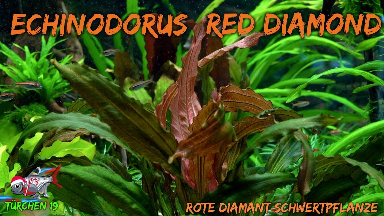 Echinodorus 