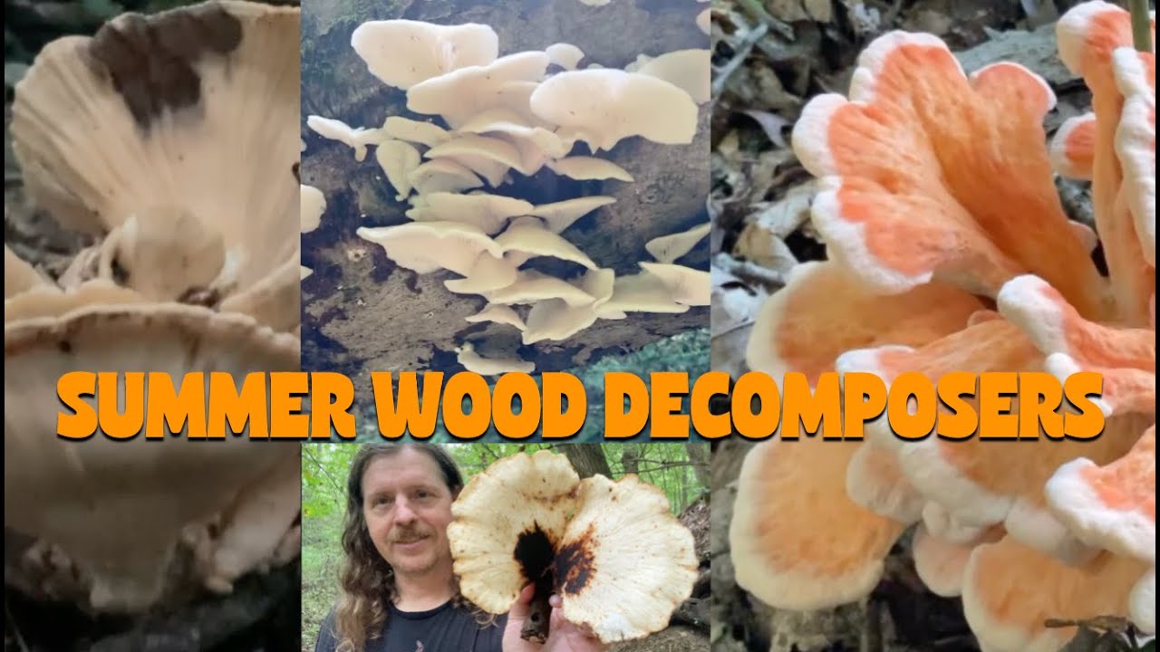 SUMMER WOOD DECOMPOSING MUSHROOMS: Mushroom Hunting in Southern Indiana