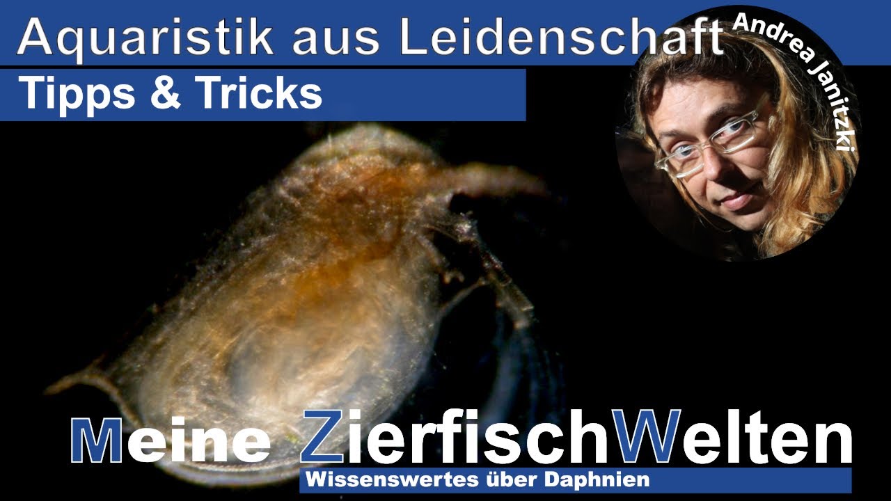 Meine ZierfischWelten - Wissenswertes über Daphnien - Tipps und Tricks