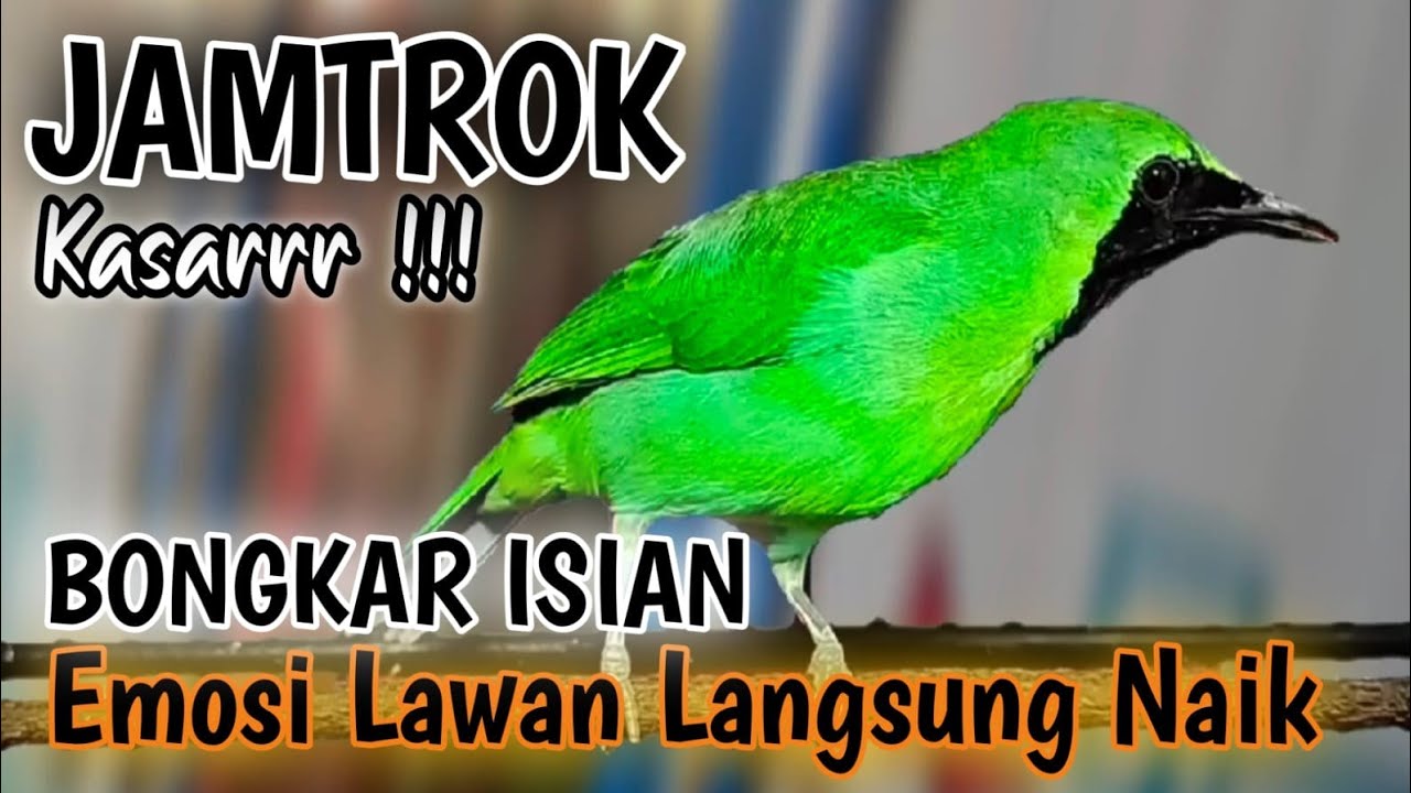 FULL Nembak Panjang-Panjang - Cucak Ijo Ngotot bongkar Isian Kasar