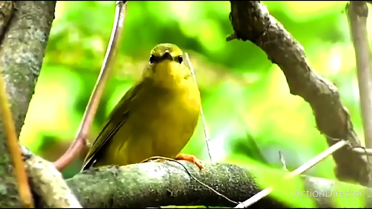 MASTERAN GACOR & PIKAT CIKRAK DAUN SUARA PANCINGAN | KICAU MERDU ASLI SUARA BURUNG