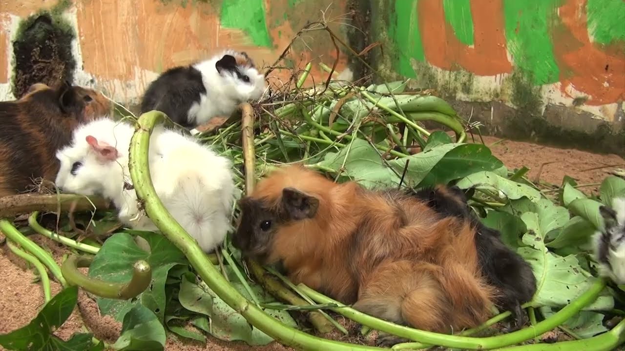 Guinea Pig Cam Afternoon 19 February 2026