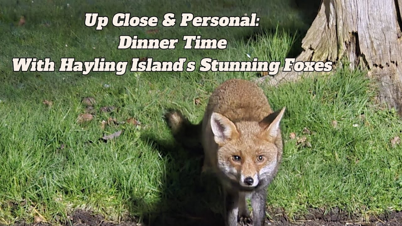 Up Close & Personal: Dinner Time with Hayling Island’s Stunning Foxes