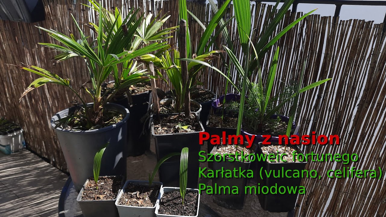 🌴 Uprawa palm od nasiona do sporej siewki. Szorstkowiec fortunego, karłatka i palma miodowa.