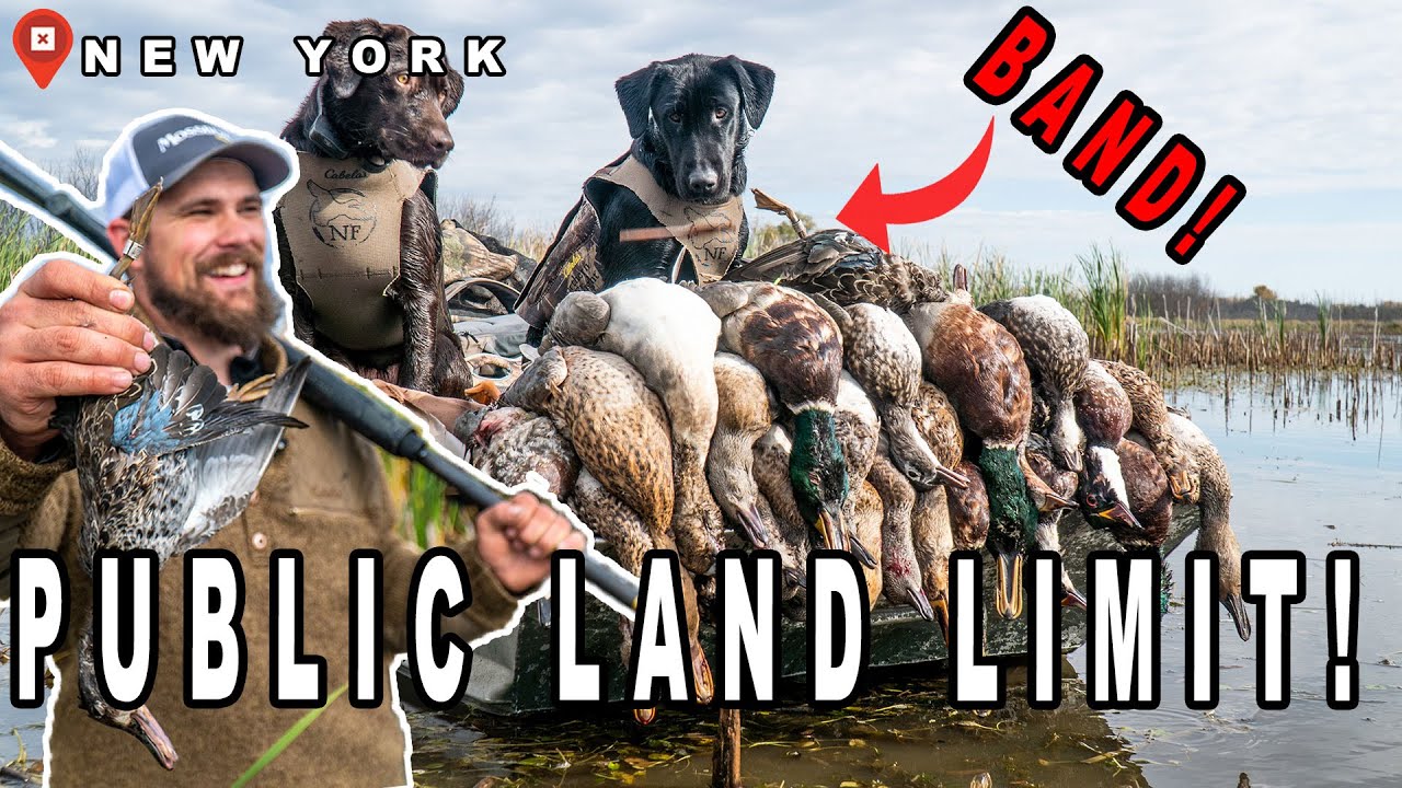 New York Public Land Duck Hunting | 4 Man Limit and a Band!