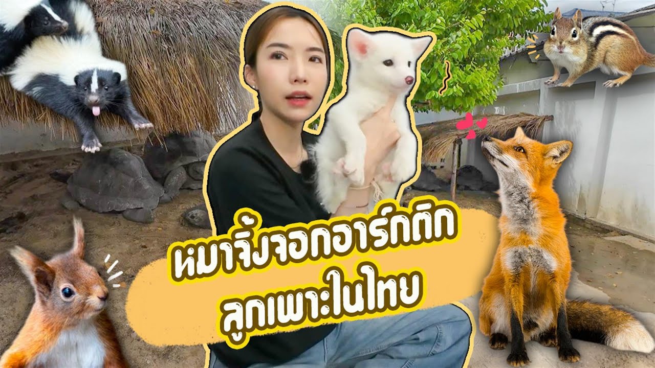 บุกบ้านน้องเตย FATCAT EXOTIC รอบนี้มีแต่ตัวแรร์
