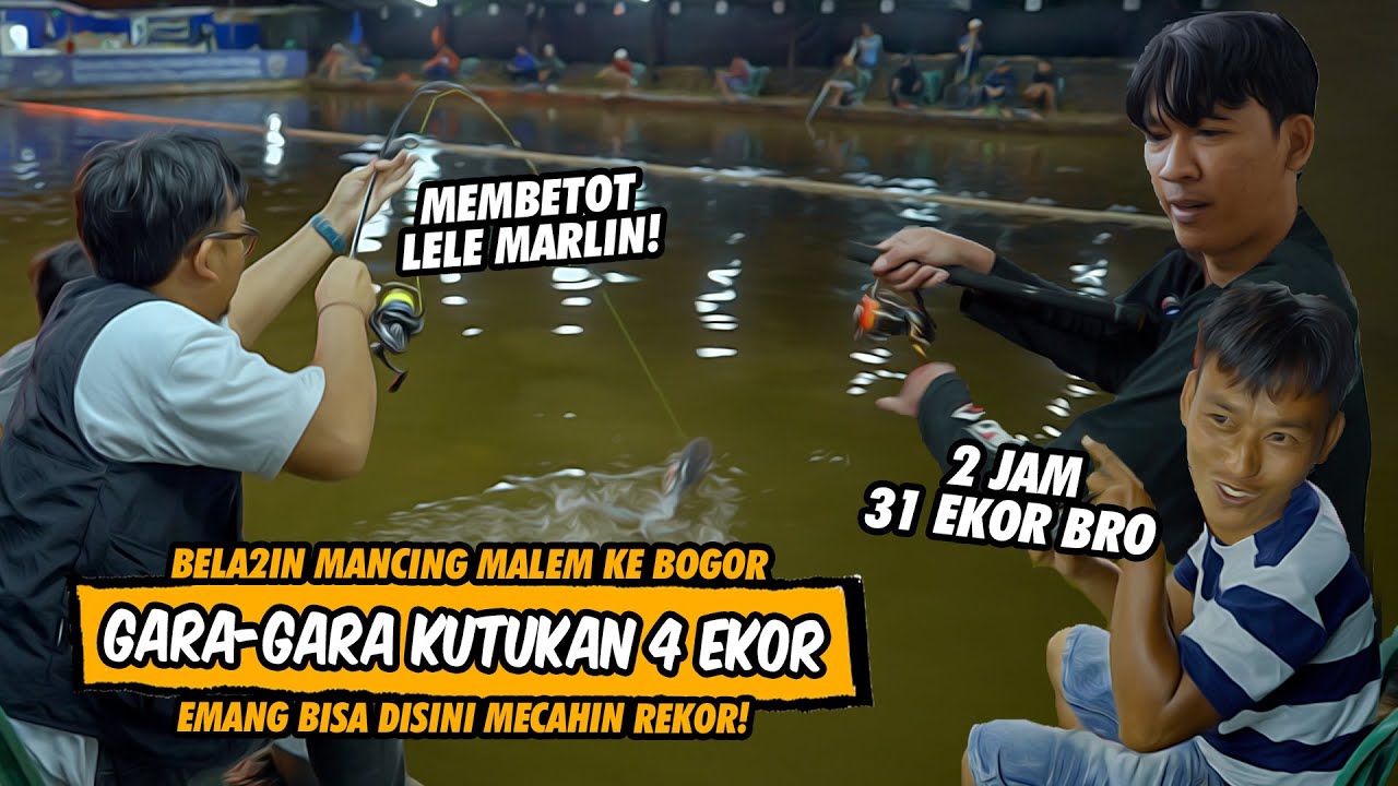 MANCING NGEBUT STRIKE MBRUSUT!! LELE MARLIN DIKASIH UMPAN ALA KADAR TETEP MACOKIN DAN BAR-BAR!!