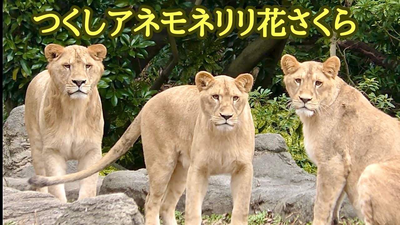 ライオン家族　のんびりまったり過ごしています【とべ動物園】Lion family Tobe Zoo 