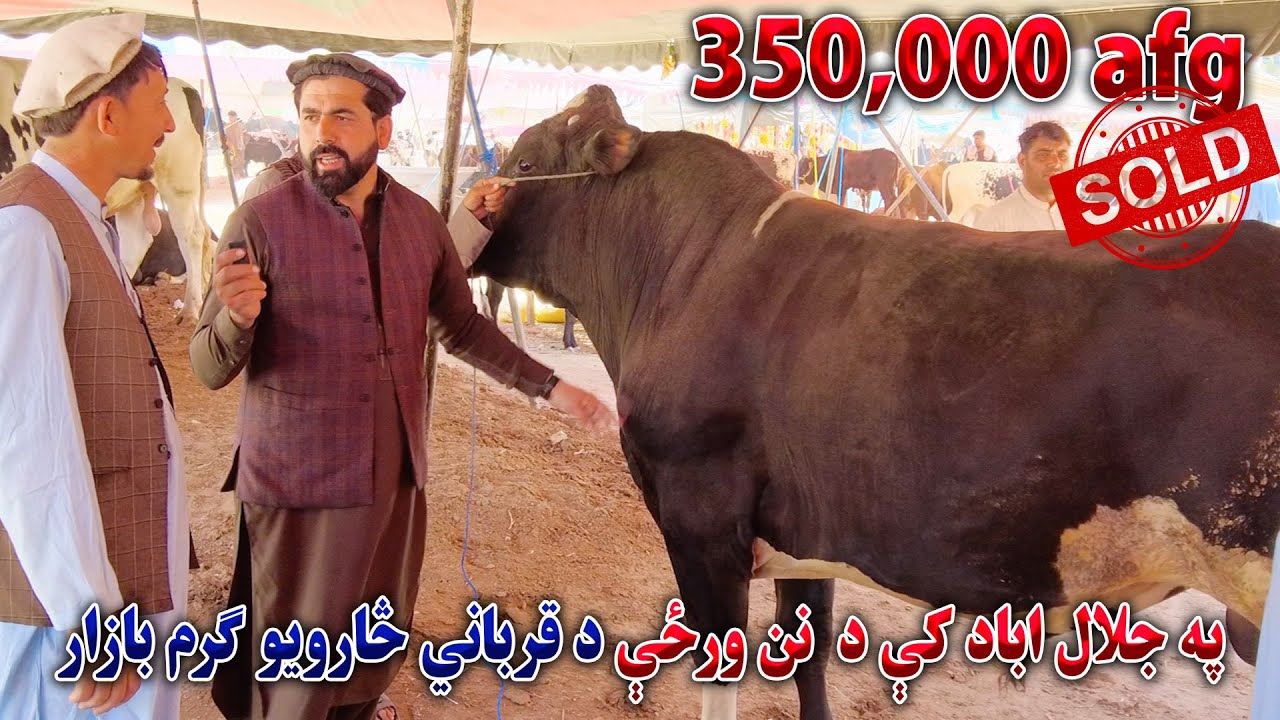 په جلال اباد ښار کې د قرباني څارویو ګرم بازار او نرخونه یې | Eid Qurbani Animals 2025