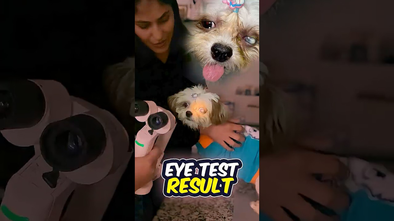 Shih Tzu Eye Infection Treatment 😭🐶 #shihtzu #minivlog #DogEyeProblem