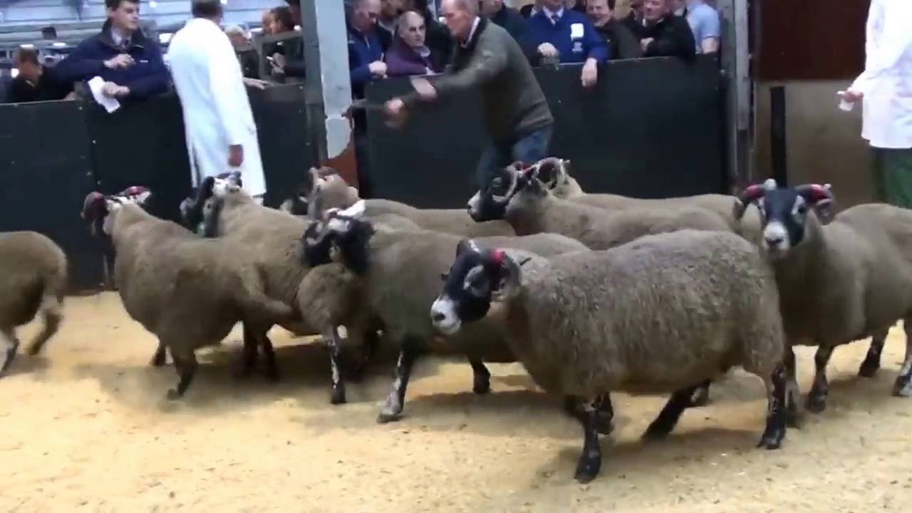 Allanfaulds ewes