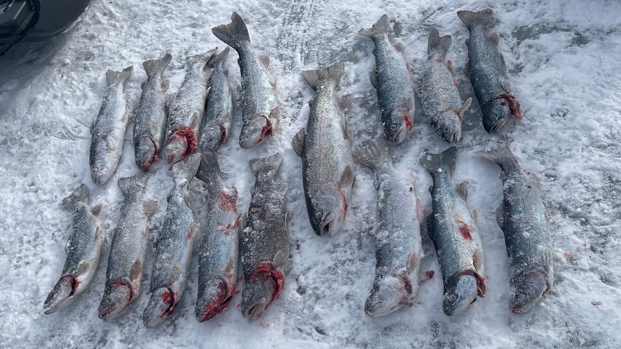 Mn trout open ice fishing 