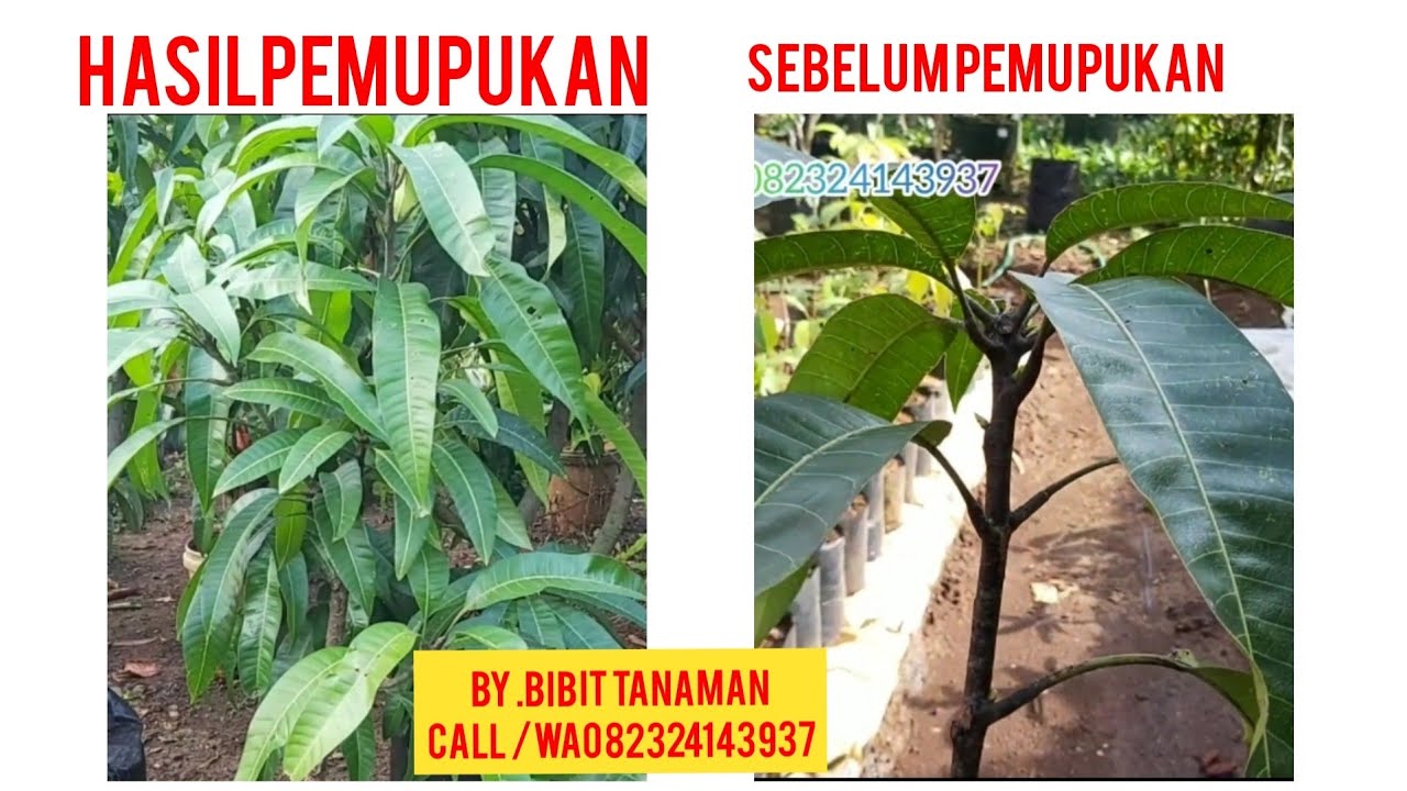 Cara pembuatan cabang banyak pada mangga tanpa pangkas