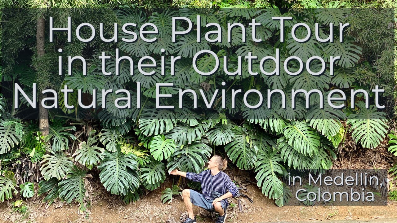 Tour of House Plant in their Natural Environment (outdoors!)