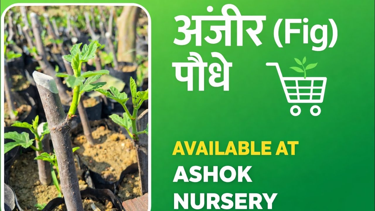 अंजीर का पौधा लगाएं, मीठा फल पाएं !