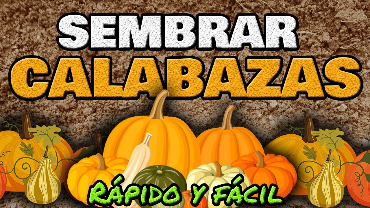 C&oacute;mo Sembrar Y Cultivar Calabaza o Zapallo ▶ R&Aacute;PIDO y F&aacute;cil