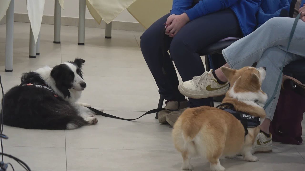 Interventi assistiti con gli animali in vari reparti dell'Ospedale di Rimini