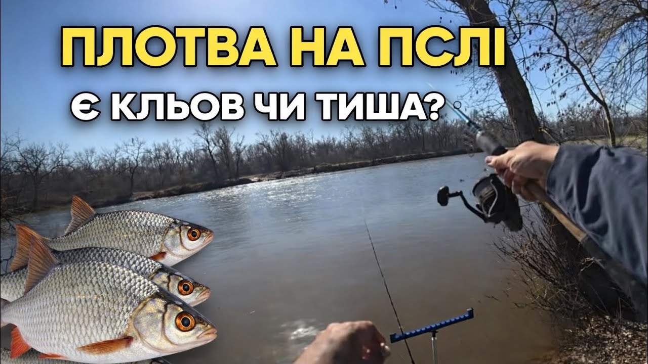 Пішла велика плотва на річці Псел. Фідерна риболовля #дозариболовлі #fishing #риболовля #realfish 
