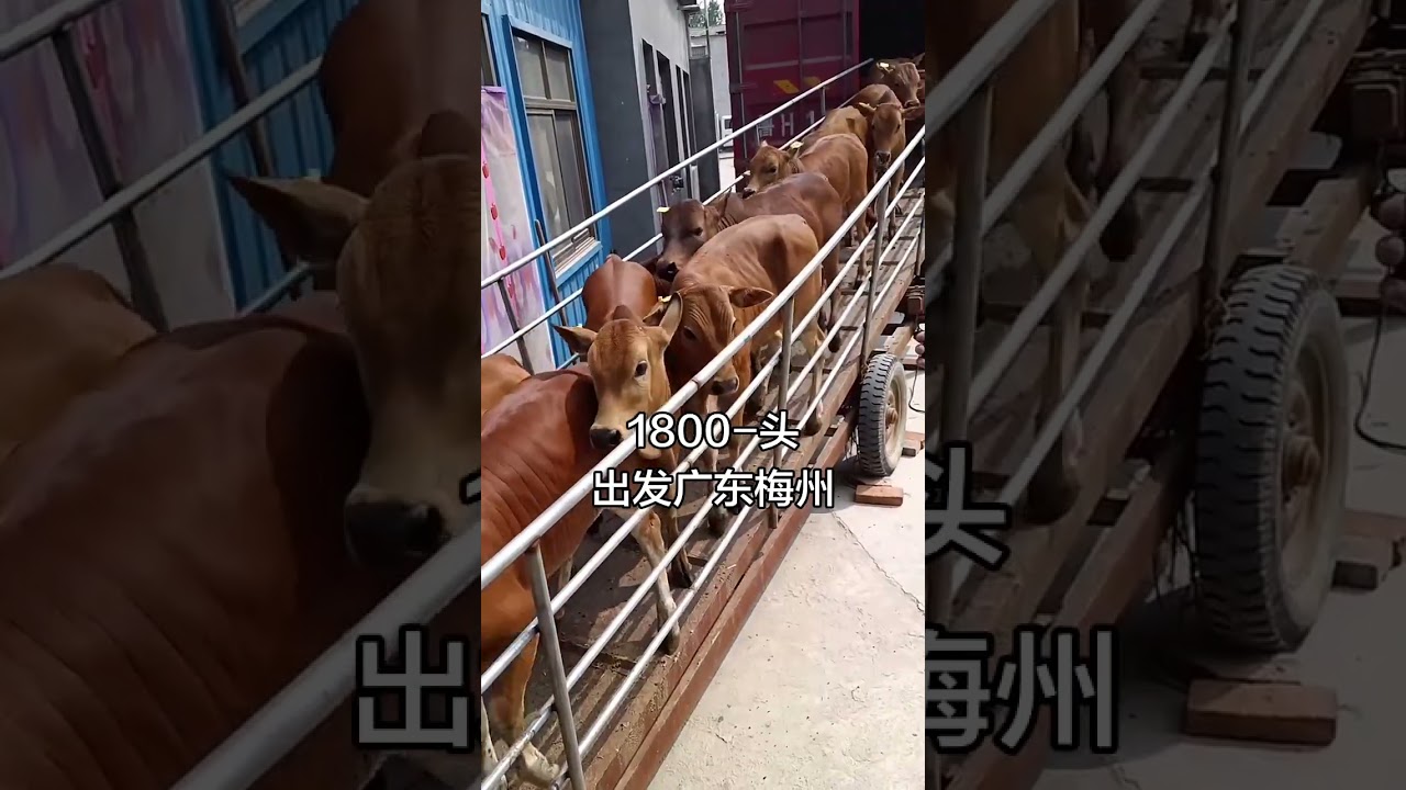 Hunan Free-Range Yellow Calf Price Update 🐂💰#YellowCalf #HunanCattle