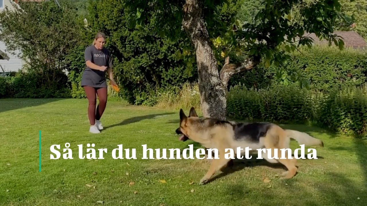 Så lär du hunden att runda