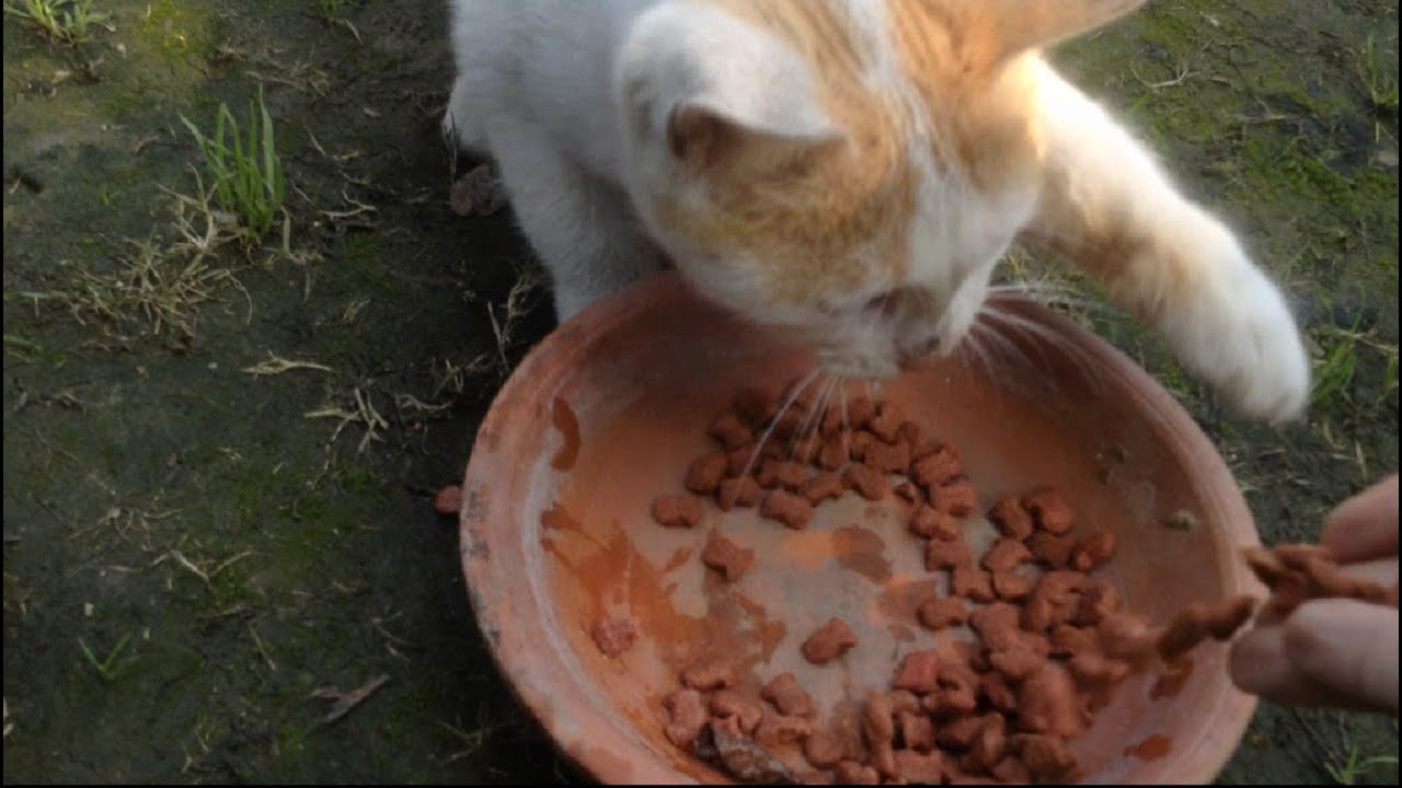 Feral Kitten Still Aggressive About Food