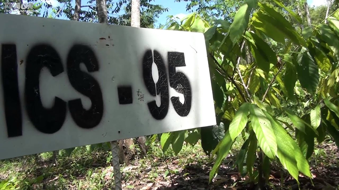 Producción de cacao Guatemalteco