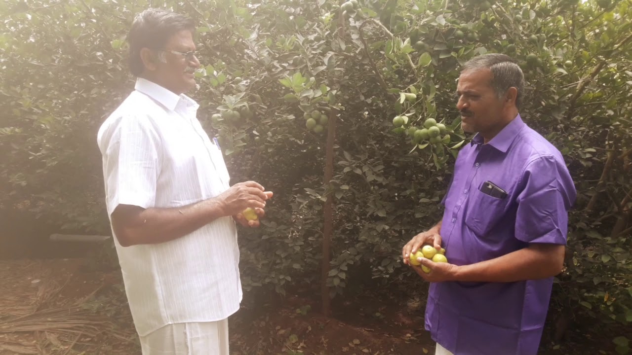 விநாயகா இயற்கை விவசாய எலுமிச்சை பழ பண்ணை. சில்லாரஅள்ளி.விஸ்வநாதன் தனலட்சுமி தர்மபுரி .