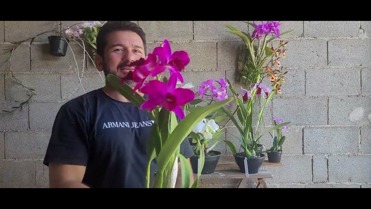 Minhas Dicas de Cultivo de Orquídeas 85