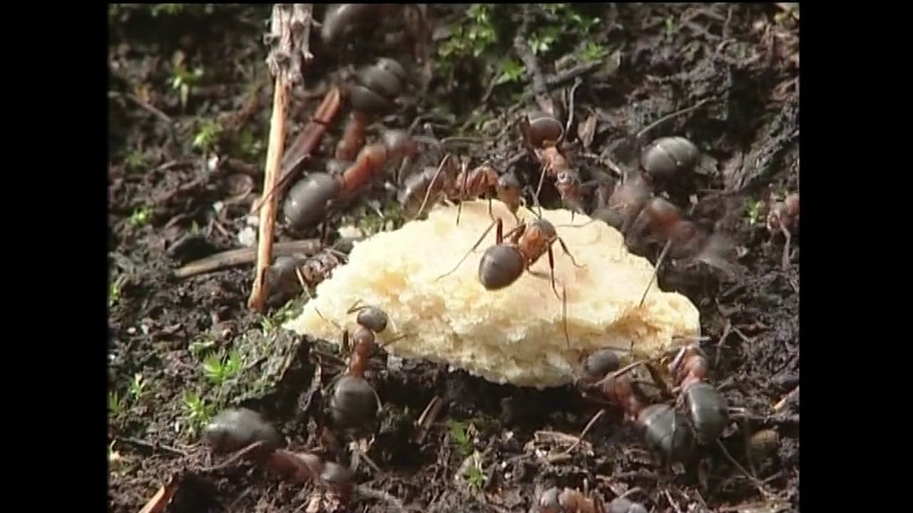 I sm&aring;krypsland, Avsnitt 02, Myror &auml;lskar kex