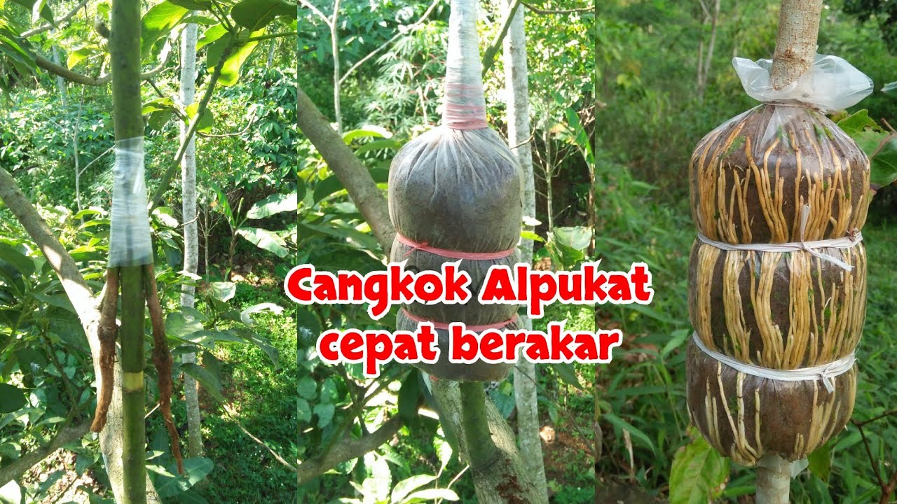 Cara cangkok Alpukat agar cepat keluar akar