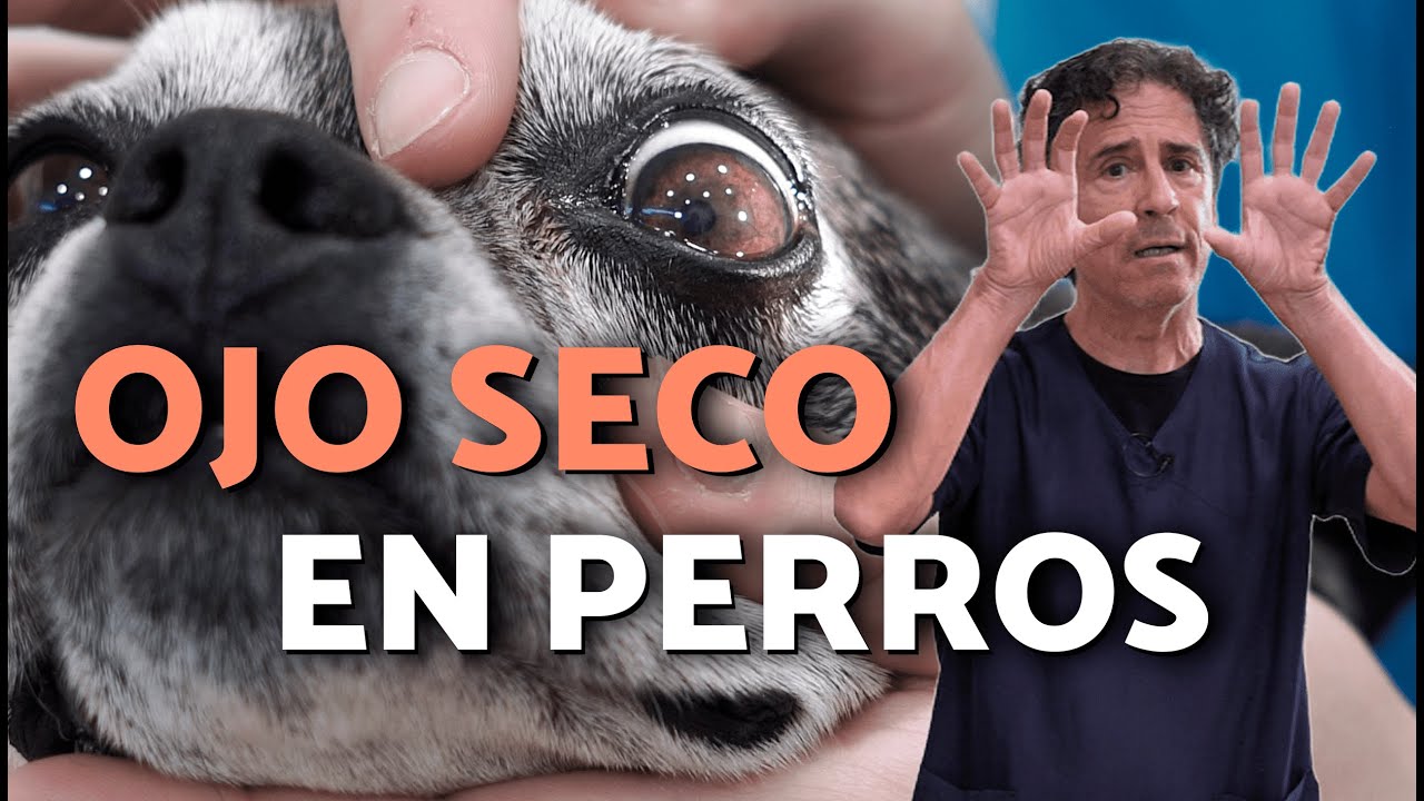 Síndrome del OJO SECO en PERROS 👀🐶 Causas y CÓMO CURARLO