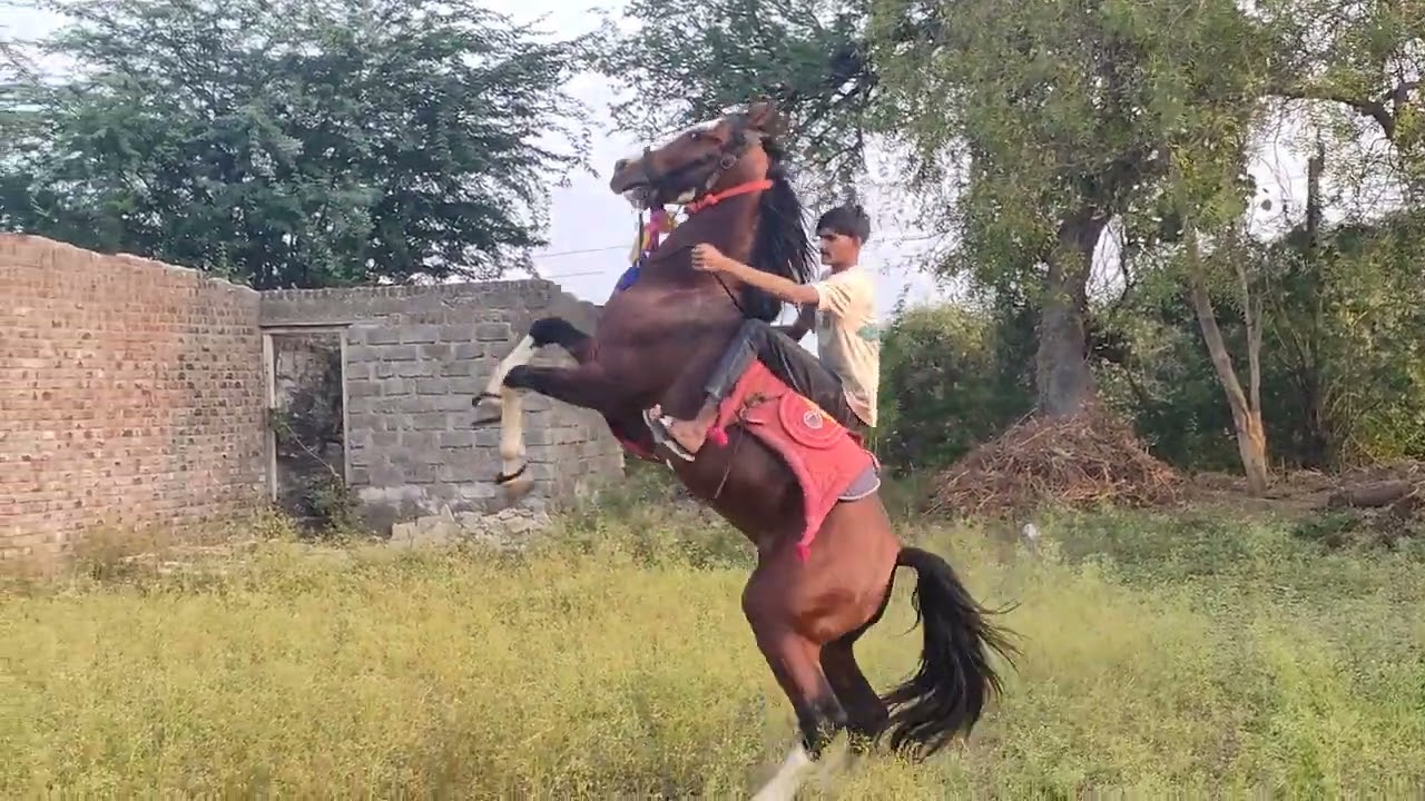 #horse