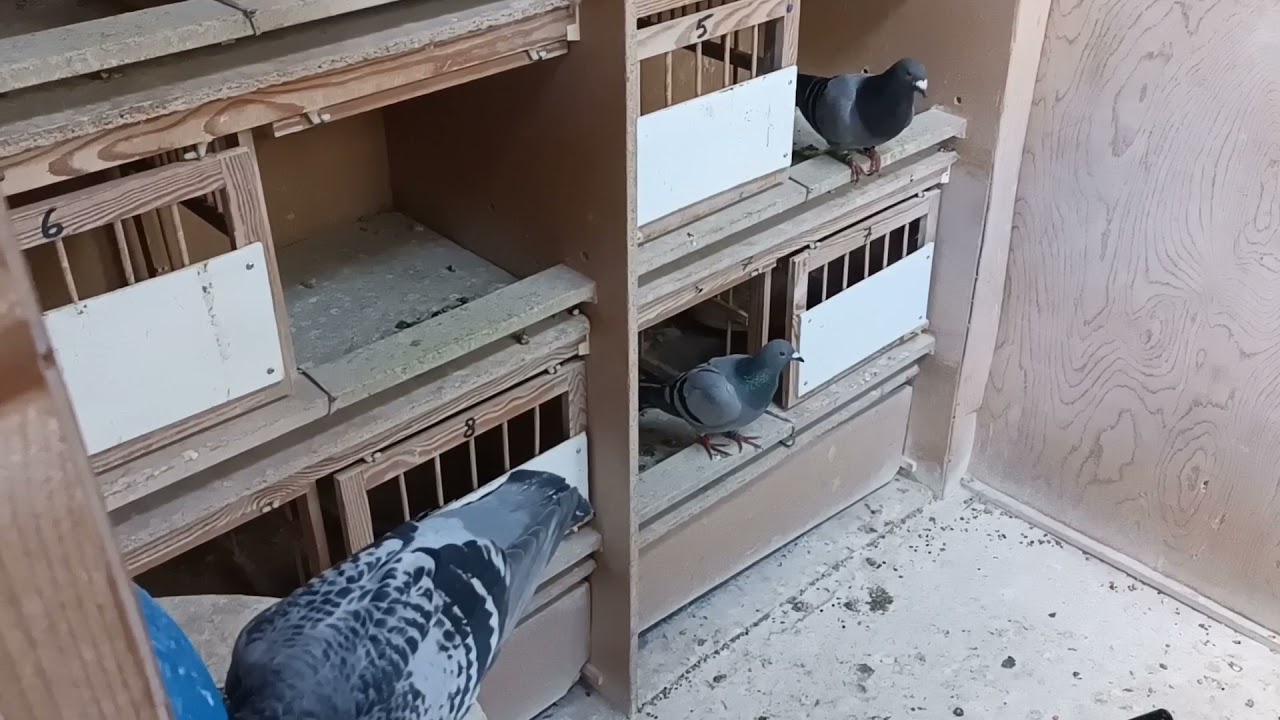 Der Endflug / final pigeon race