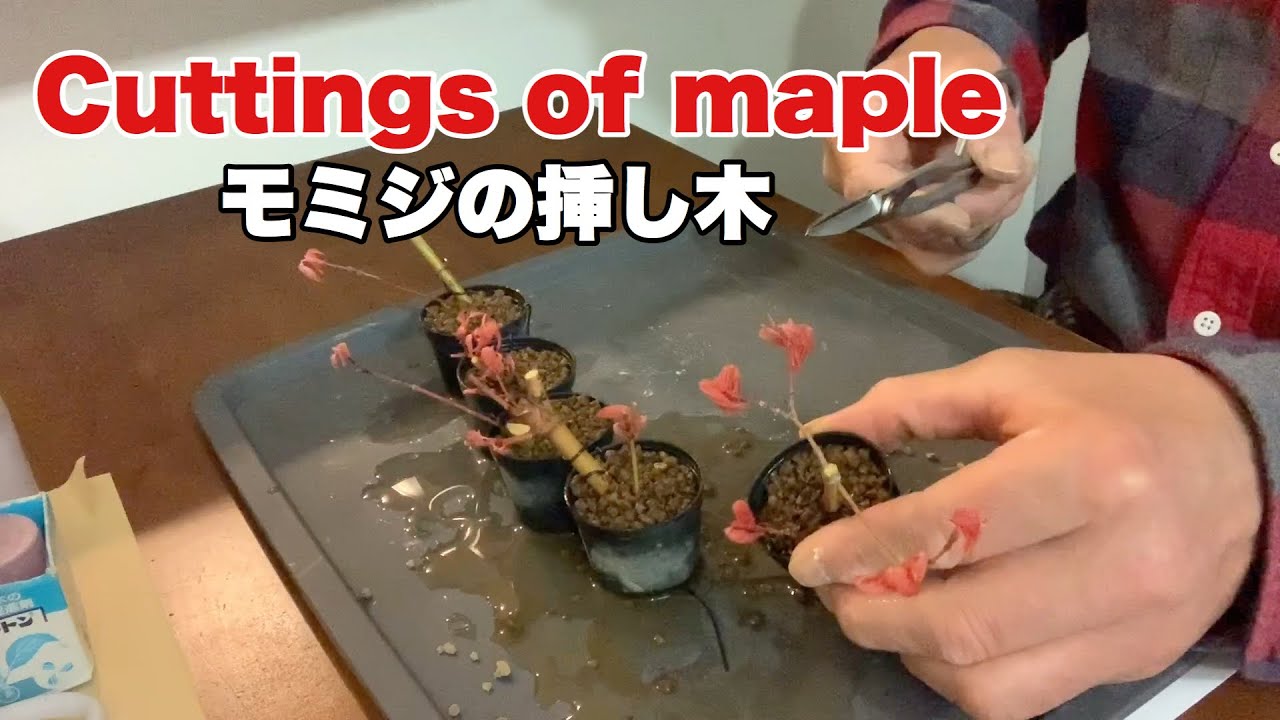 モミジの挿し木/Cuttings of maple