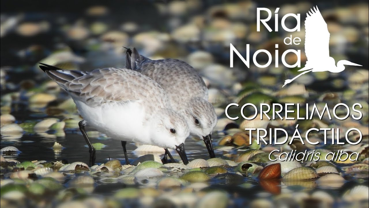 Correlimos tridáctilo / Pilro tridáctilo o bulebule (Calidris alba) en Playa de Testal. Ría de Noia