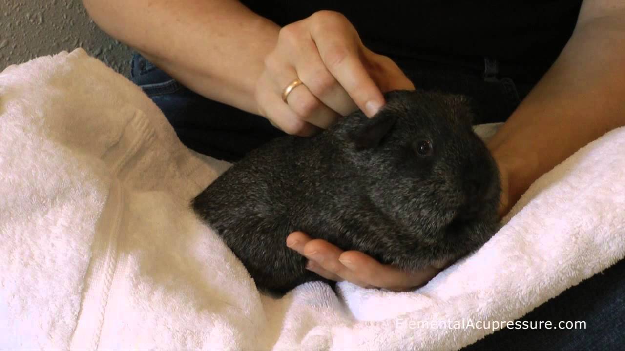 Acupressure for Guinea Pigs