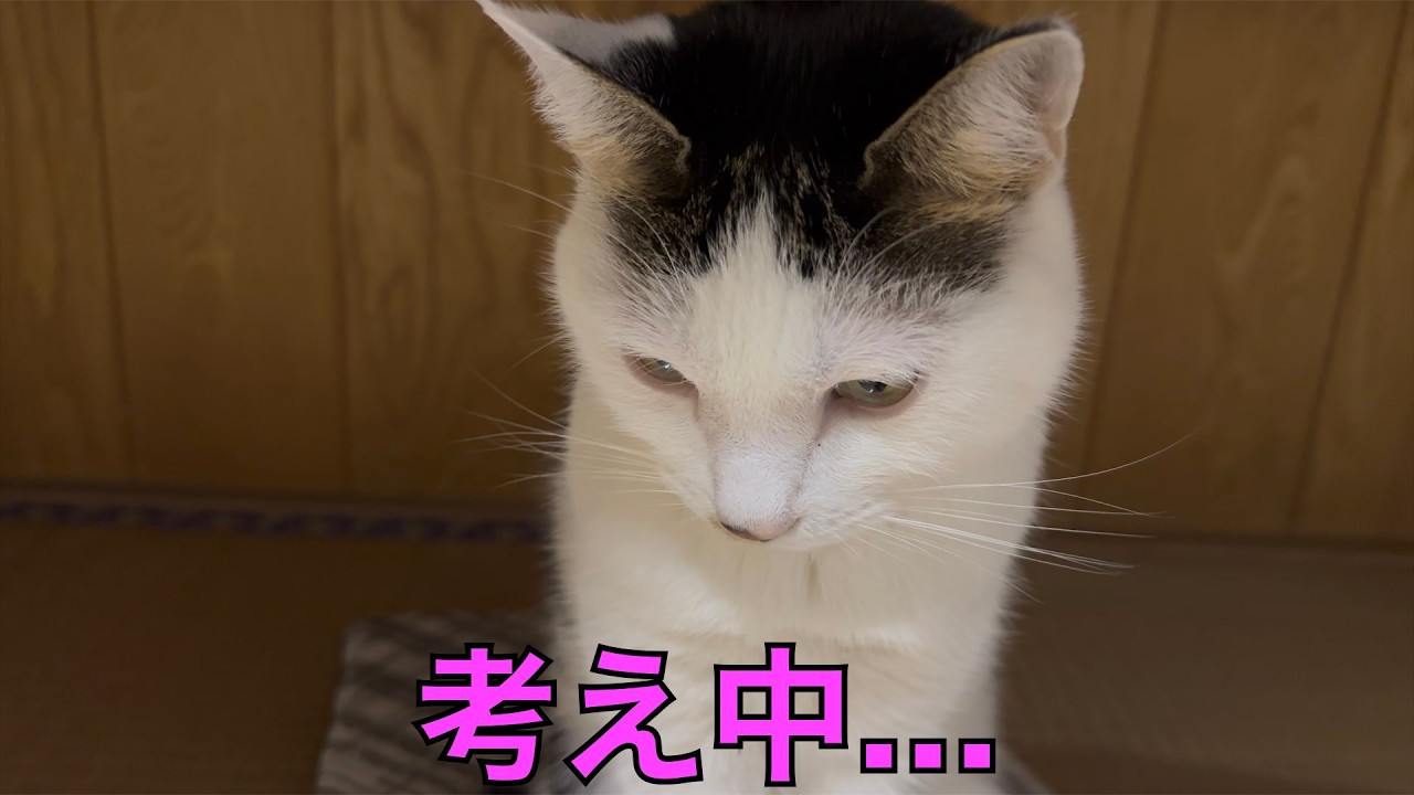 保護猫ナターシャの535日目：ちょこんと考え中