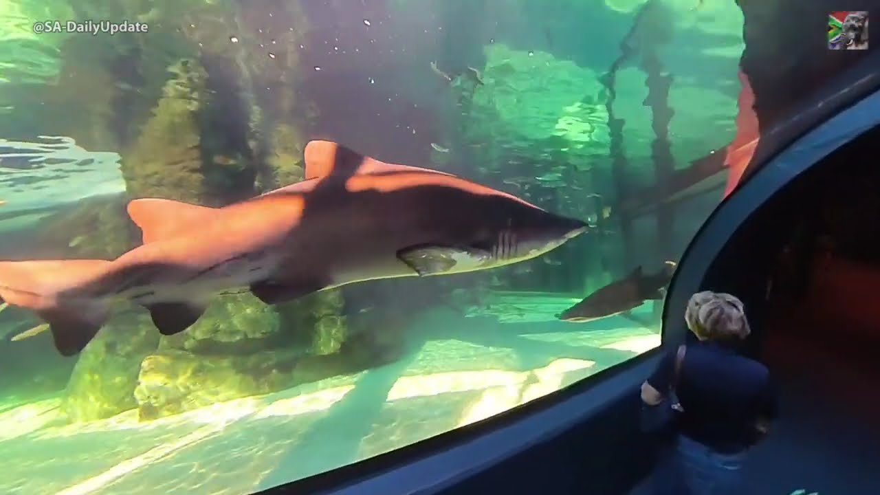 Day 132 - Two Oceans Aquarium | Cape Town